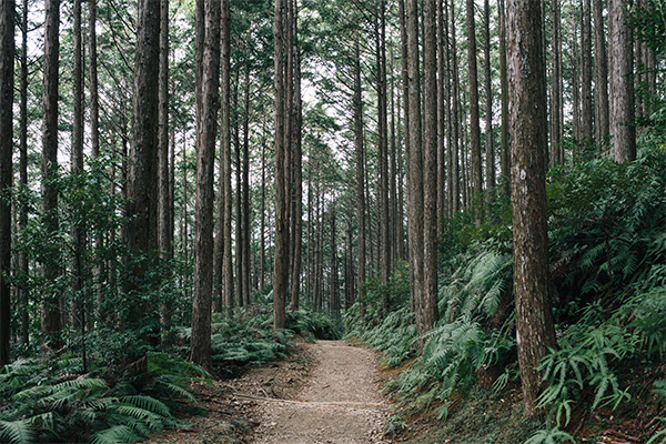 熊野古道