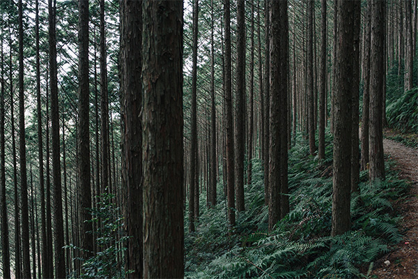 熊野古道