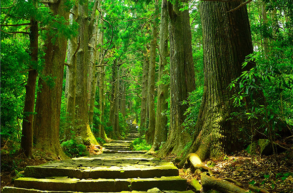 南紀白浜マリオットホテル限定　KUMANO －熊野－