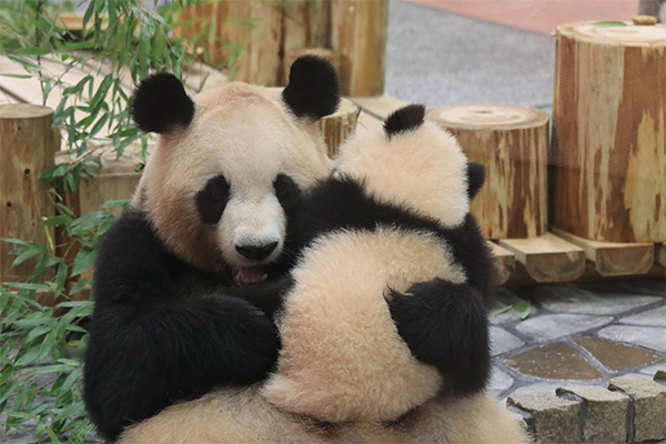 パンダの楓浜 1歳記念 Happy Panda Celebration 南紀白浜マリオットホテル Nanki Shirahama Marriott Hotel 公式webサイト